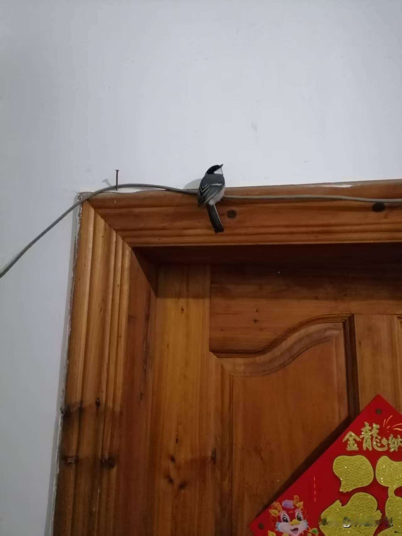 家里来了一只鸟，有知道这是什么鸟吗？