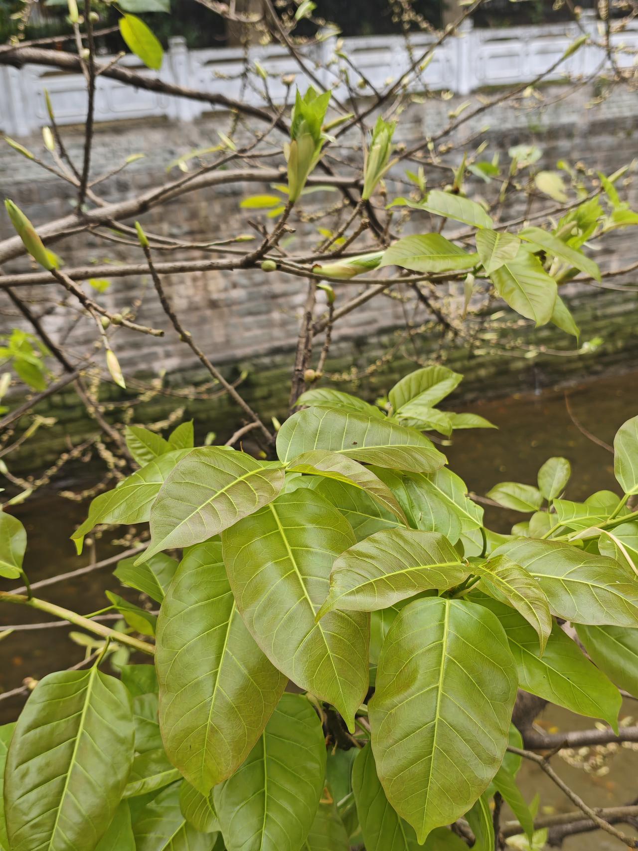 重庆的黄葛树为什么在春天落叶。
重庆的黄葛树是最奇特的树种，其它落叶乔木都是秋天