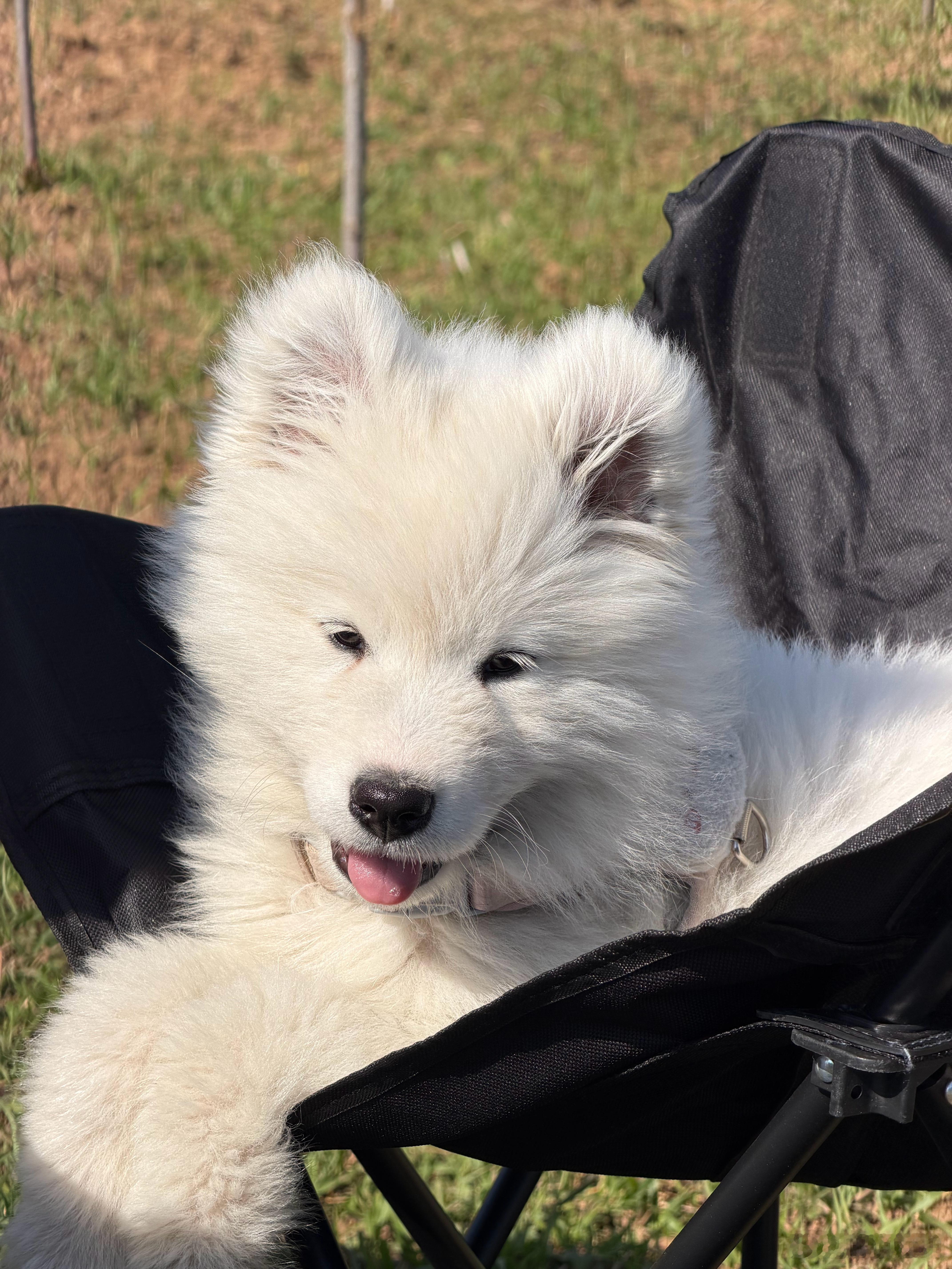 被狗耽误的历史博主 接着带🐶露营⛺️萌娃熊宝萨摩耶