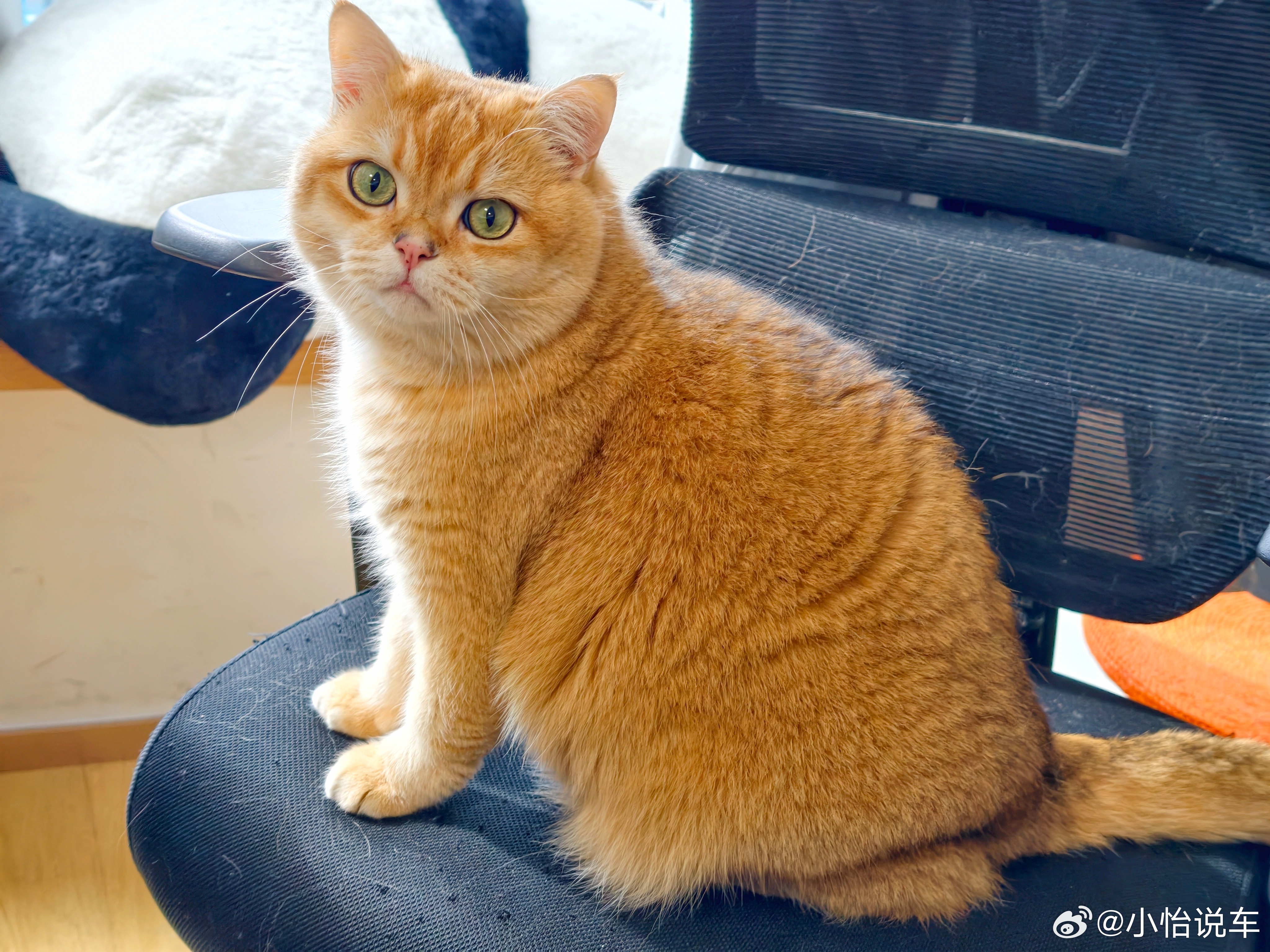 别看来财的背影很酷，但其实就是个粘人小宝贝，才叫它一声，就要跳桌上来找我摸摸了萌