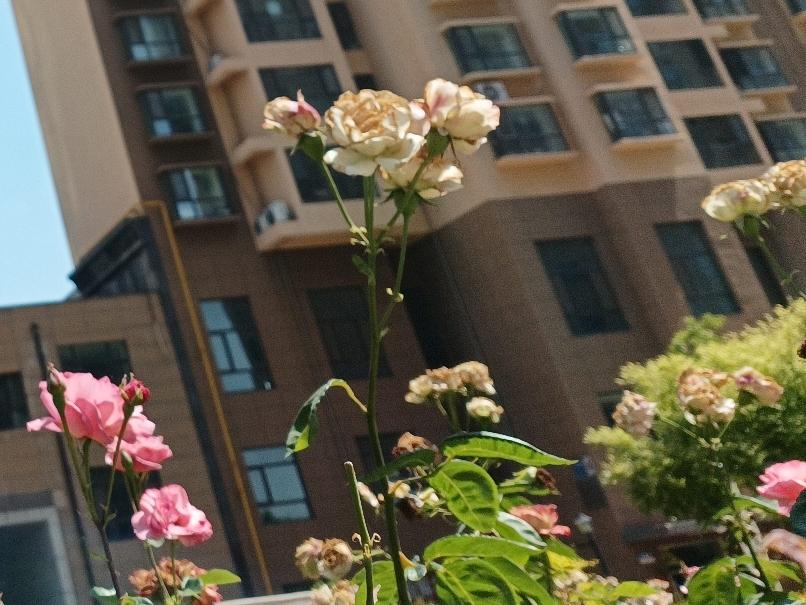 精彩下联
花开花谢皆有定，
春去春来不须惊。
生命无常，坦然面对。