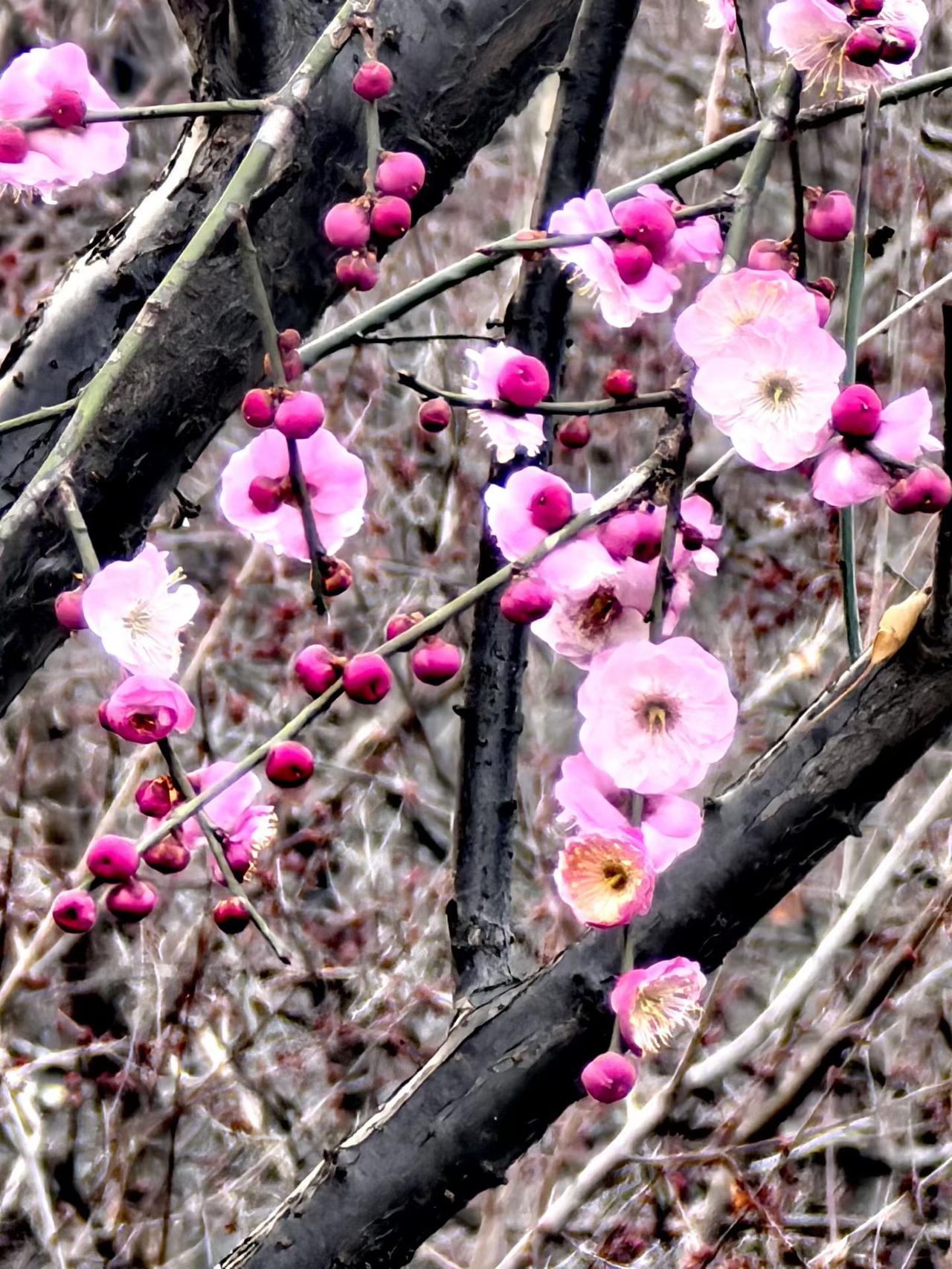 冬日生活打卡季难得一见的深冬花开，各有千秋！