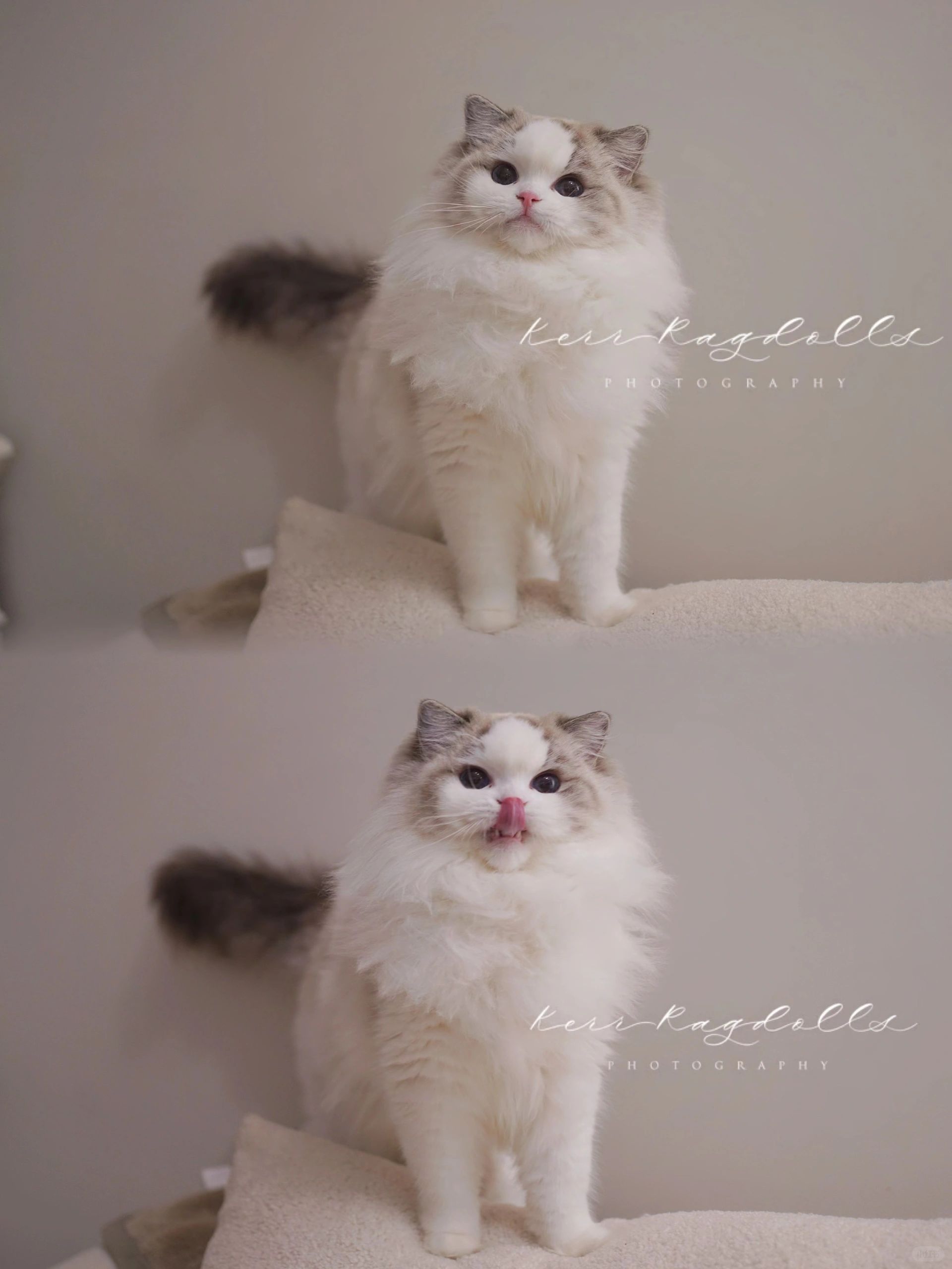 KERR猫舍｜这个版型的布偶真好看🥺