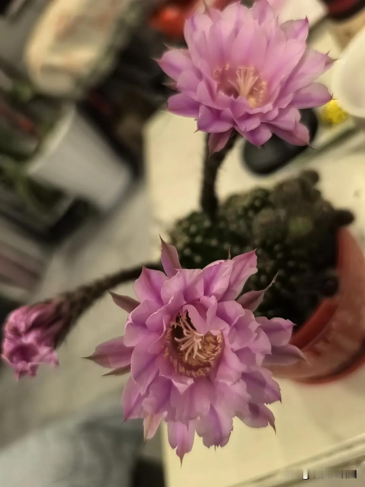 随手拍仙人球花。