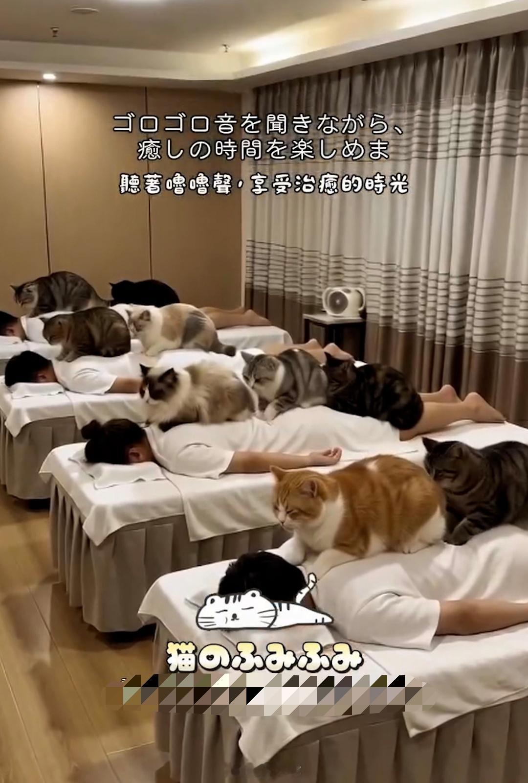 猫咪按摩馆