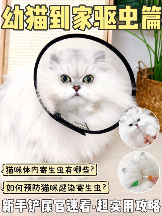 幼猫到家驱虫篇！新手铲屎官看过来~