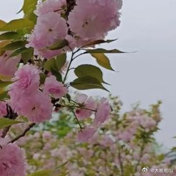 我涉旷野丛林而来，你撑船渡我，入灿灿花海 