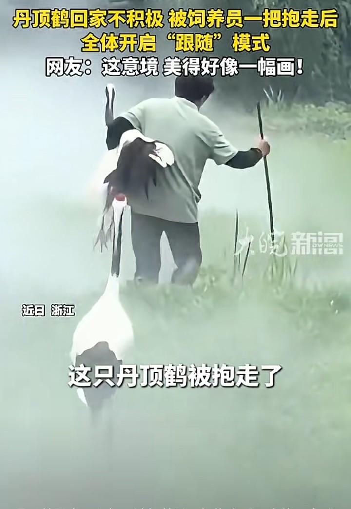 仙鹤下班摸鱼，全员尾随饲养员
 
浙江园区里上演有趣一幕，一群丹顶鹤到点不肯回笼