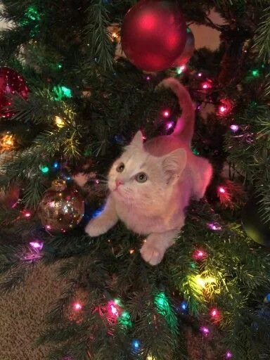 ˗ˏˋ 🌲⭐️꙳⋆圣诞小咪°  ❅ *. ♪