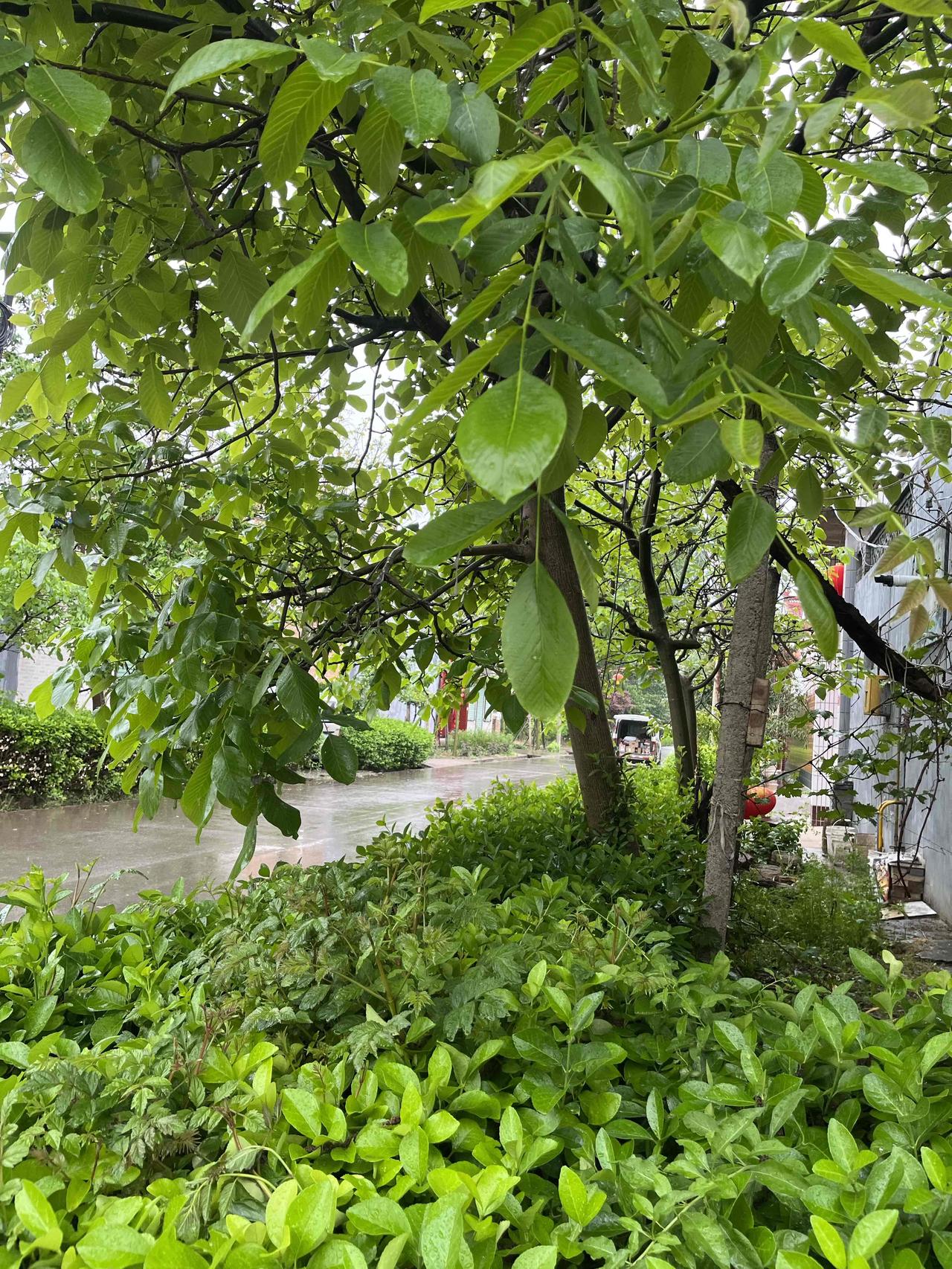 今天的经历也算是曾经的自己行了好事惠及了如今的自己，来到好几年没来过的乡镇卫生院