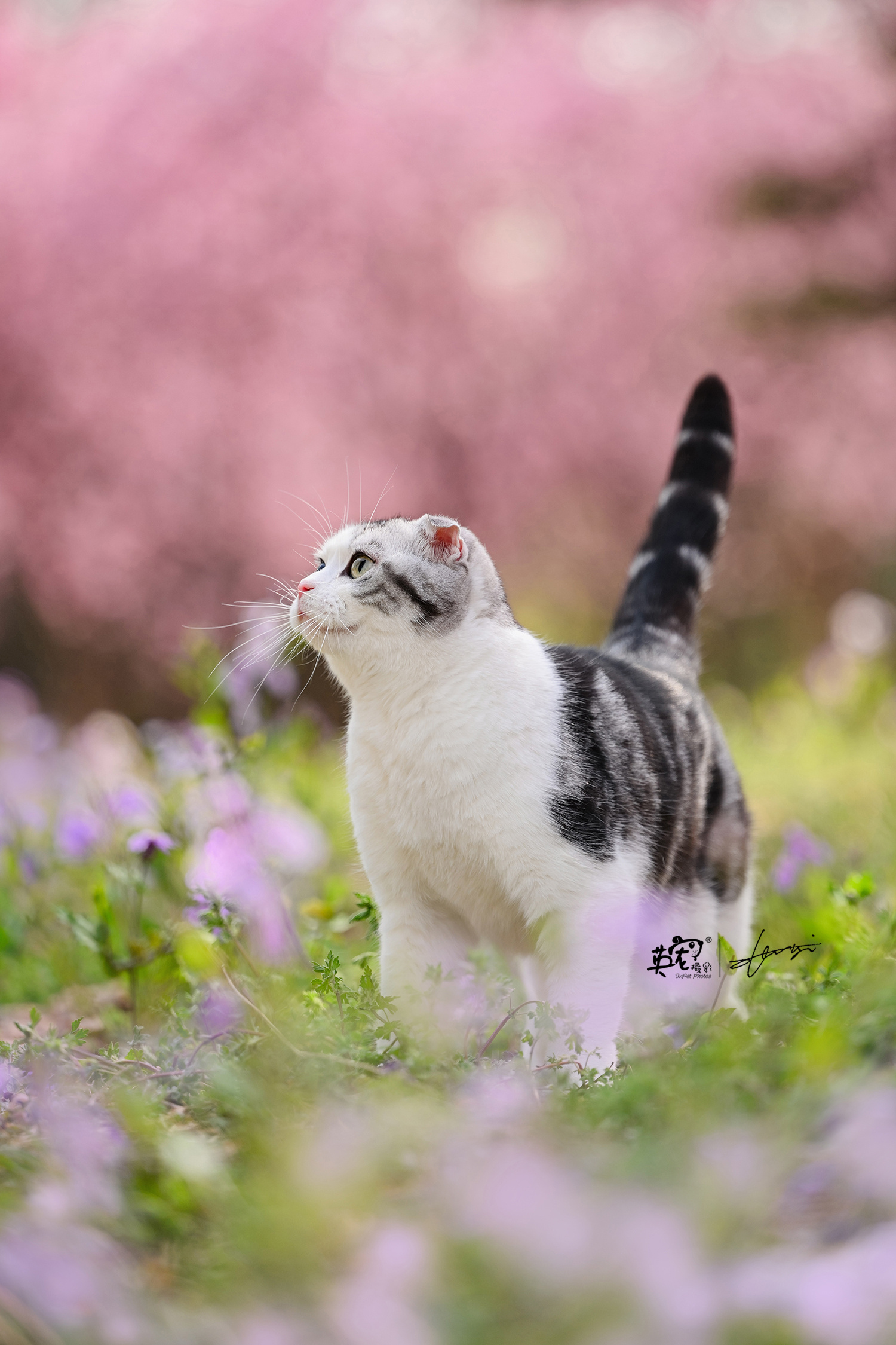 今日份的美貌，全是自己给的～[可爱]#爱宠物爱英宠摄影[超话]# #宠物摄影# 