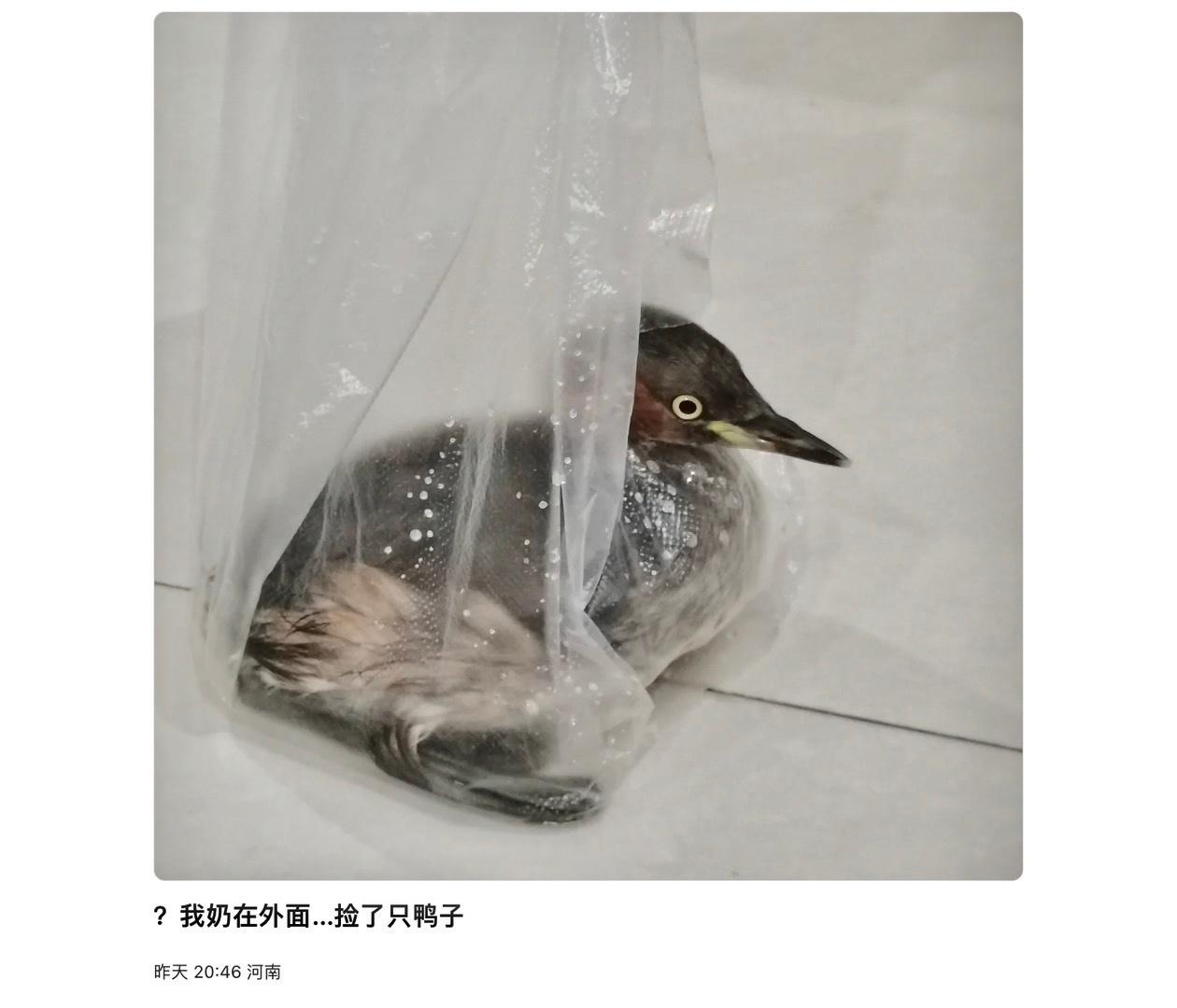 不是小鸭子，是一只【小xiǎo䴙䴘】岸上它们行动很不方便，寸步难行一般就待在河里