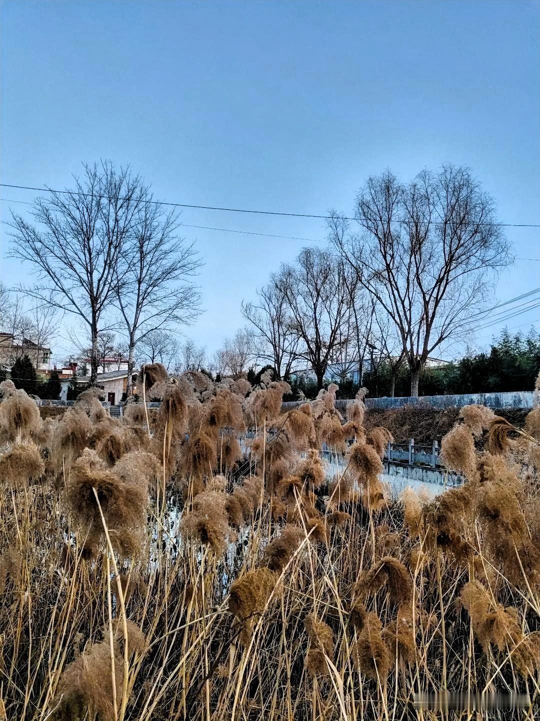 冬日的郊野，总带着一种清寂的温柔。
 
站在田埂边，最先撞入眼帘的是满塘枯黄的芦