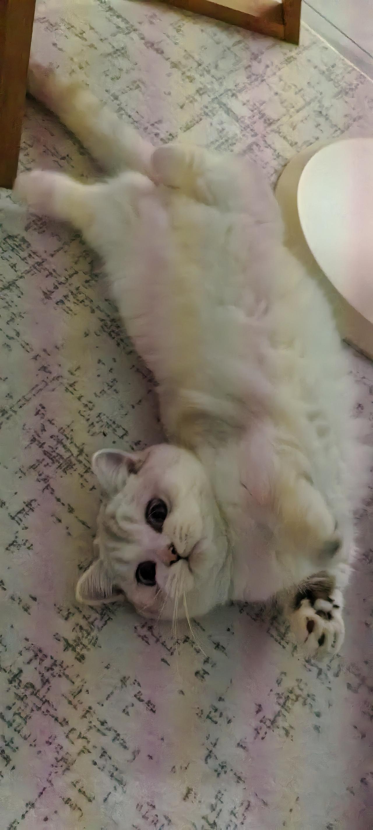 那一刻，阳光刚刚好，暖暖的洒在猫咪柔软的毛发上，它蜷缩在地毯上，眼睛半睁半闭，似