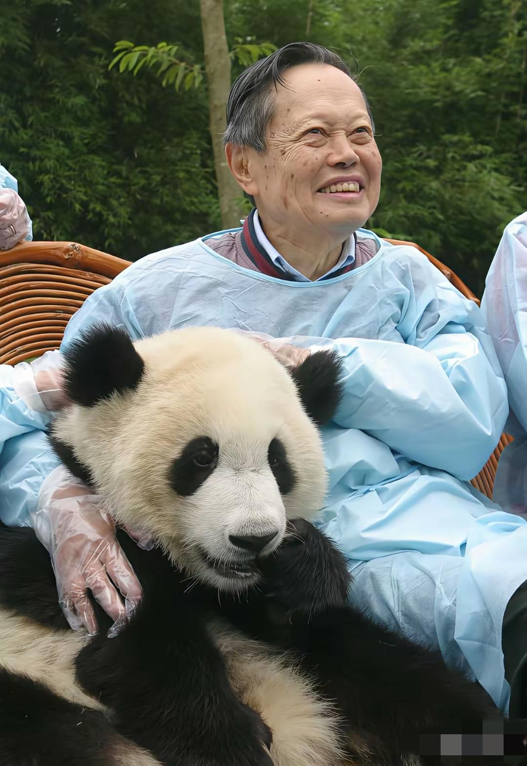 杨老抱起1岁多的大熊猫“庆仔”，并喂食苹果。大熊猫孩子似的坐在他大腿上，幸福得眼