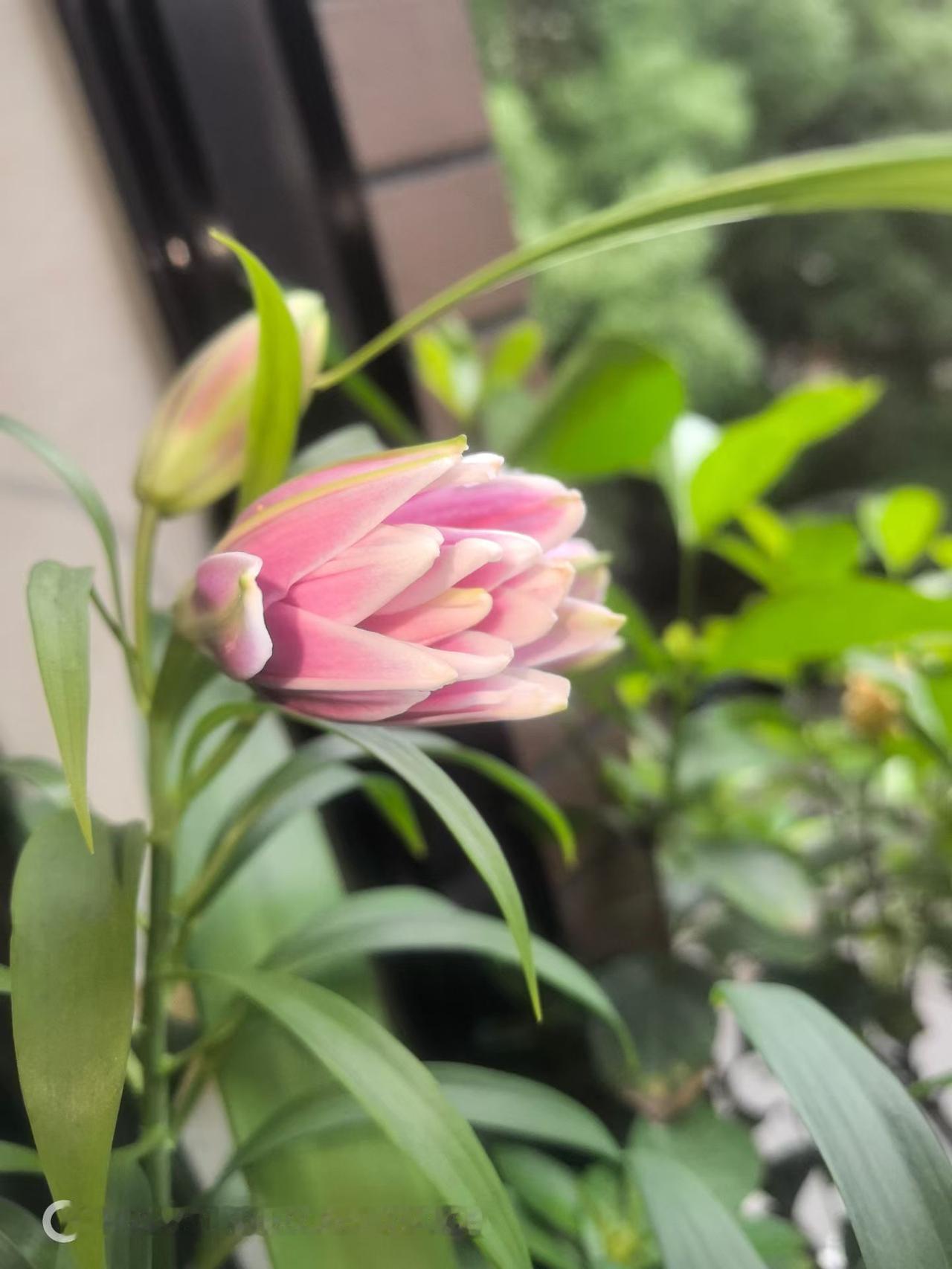 居家劳作：看着自己种的花陆陆续续开放，夫人对鲜切花都没什么兴趣了，果然人都是喜新