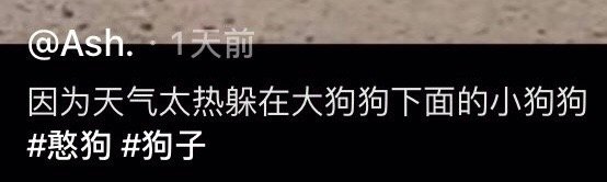 狗独特的遮阳方式 ​​​