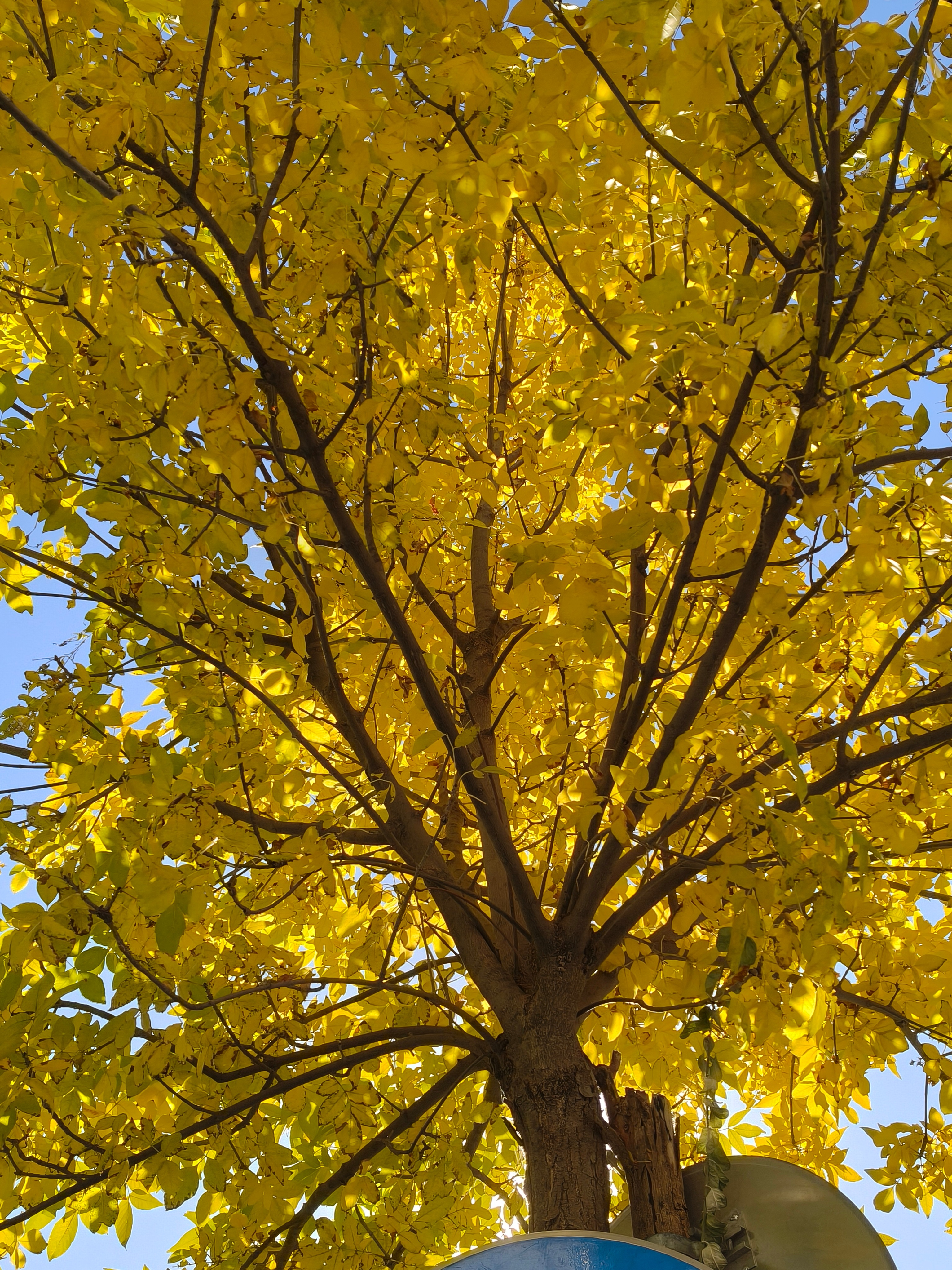 怀念北京的秋天 