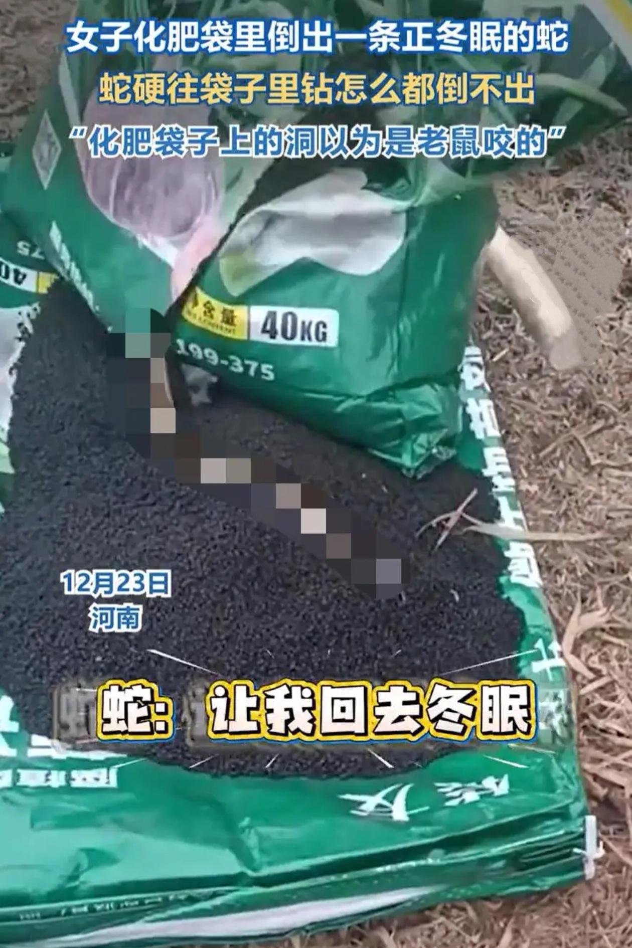 河南一女子到地里干活，拿起化肥袋准备拆开撒肥，刚要动手发现袋口露出个会动的尖尾巴