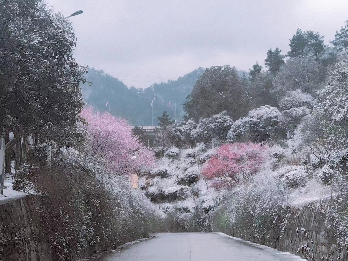 白雪却嫌春色晚，故穿庭树作飞花。——唐 · 韩愈《春雪》 ​​​