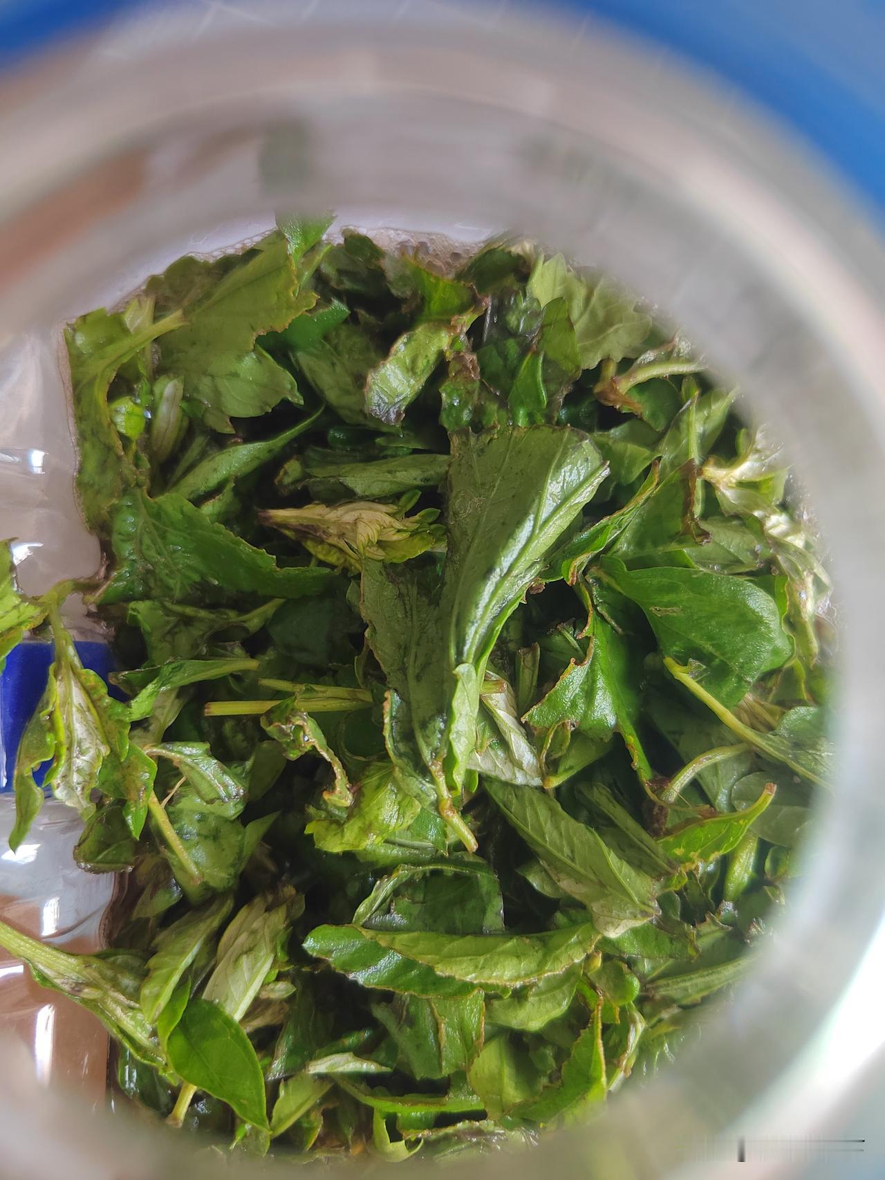 自制艾叶酵素，发酵第一天，开始冒气了！

原料配比：
       红糖1份 +