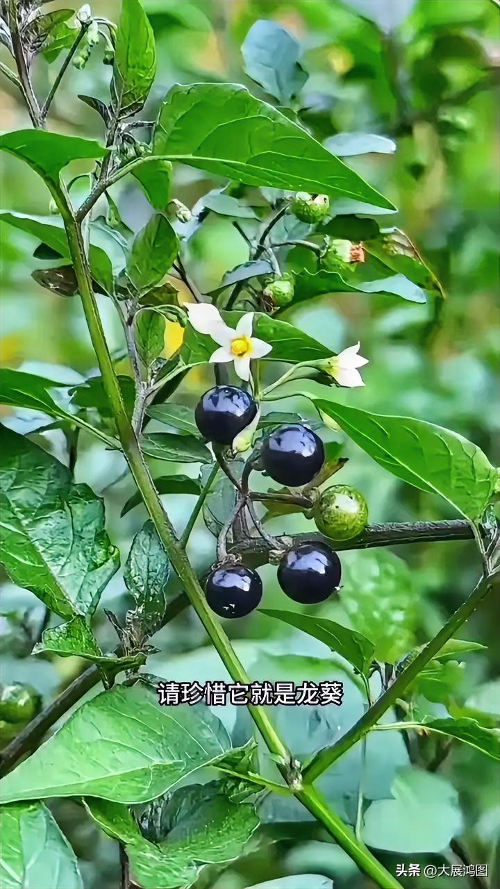 天然生长的珍馐美味，还请倍加珍惜！野生植物果 野龙葵 龙葵秧苗 刺果龙葵 黑色果