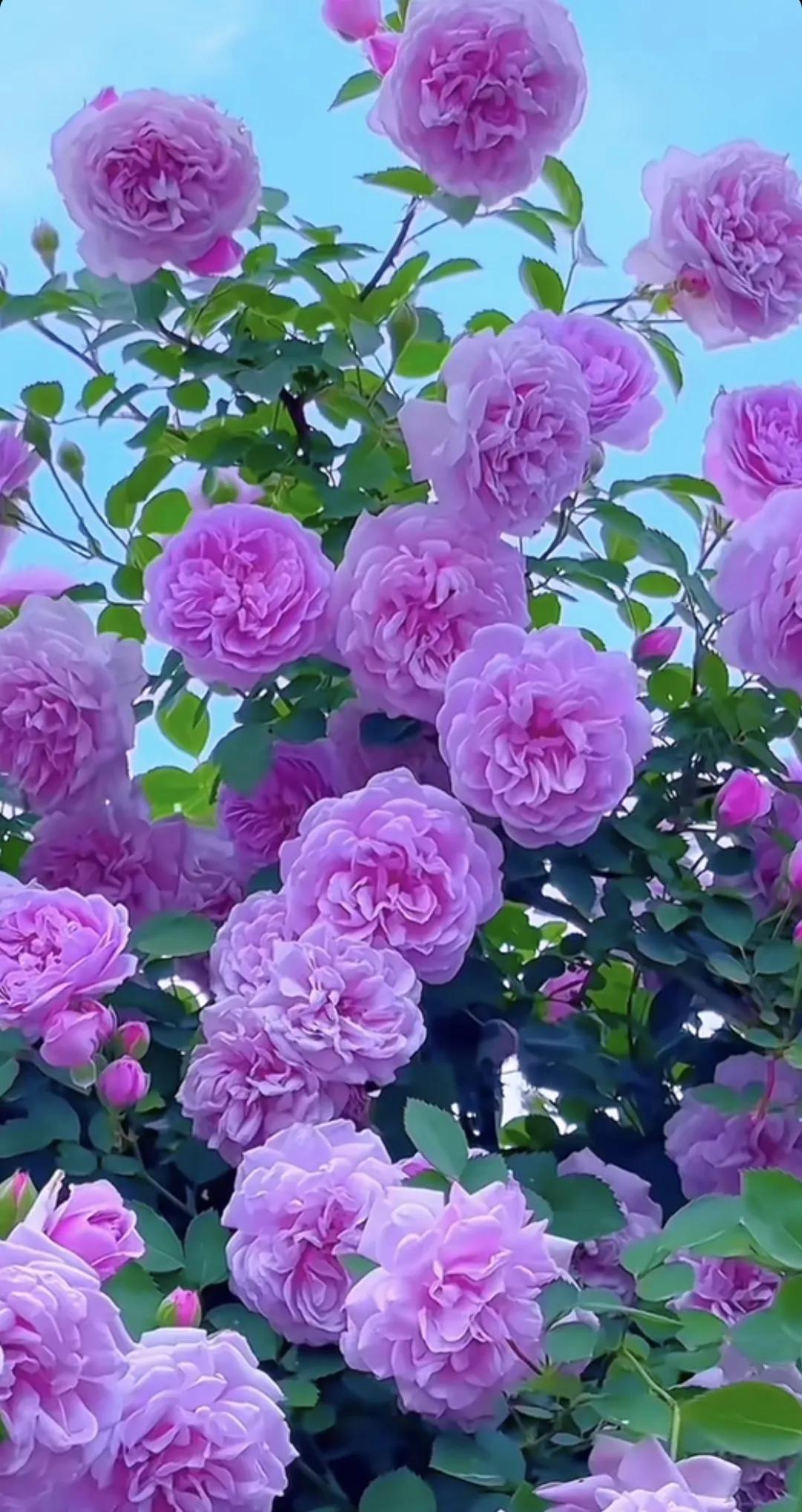 花开花落是风景，起起伏伏是人生🌼#风景# #散步赏花随手拍# #醉美花朵随手拍