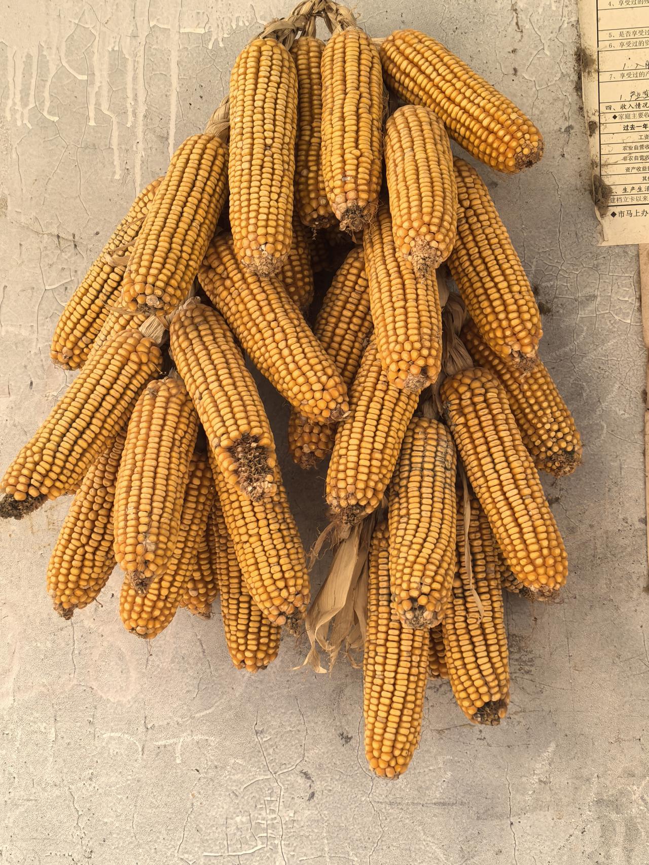 老家的墙头上，总挂着串成簇的玉米，看着就觉得心里踏实，这是属于庄稼人的幸福感🌾
