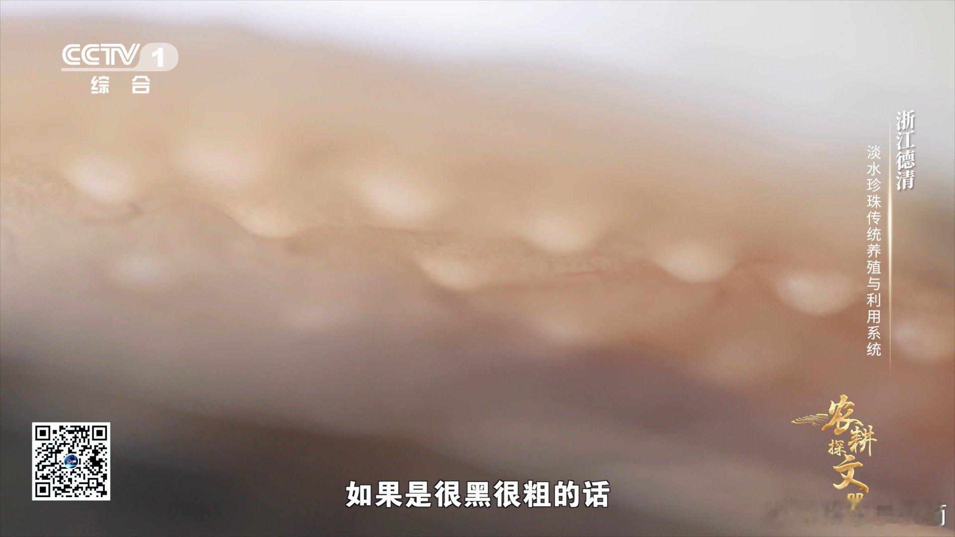 珍珠蚌也会拉肚子  河蚌加餐喝豆浆长出的珍珠会更好看 德清珠农厉害，看珍珠蚌肠胃