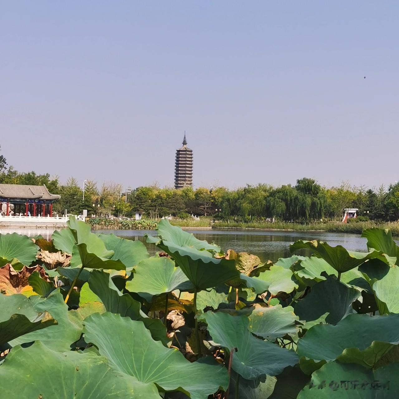 #秋日生活打卡记# 
天气越来越冷了，荷花已不如盛夏时的状态，荷园盛开的荷花已是