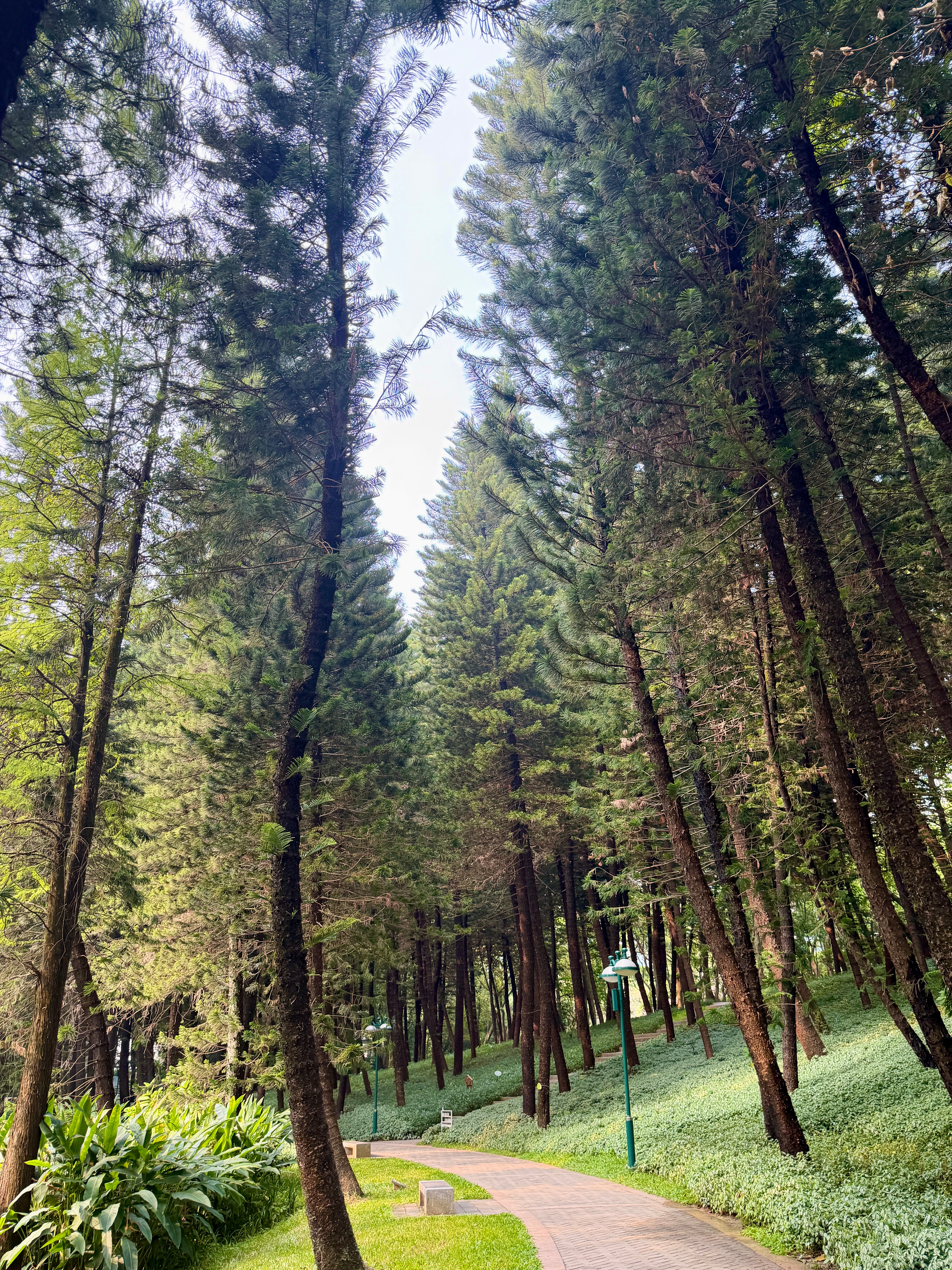 午饭后在珠江公园散步，伴随着鸟语花香，打坐冥想🧘♂️初秋的林荫道上弥漫着桂花香