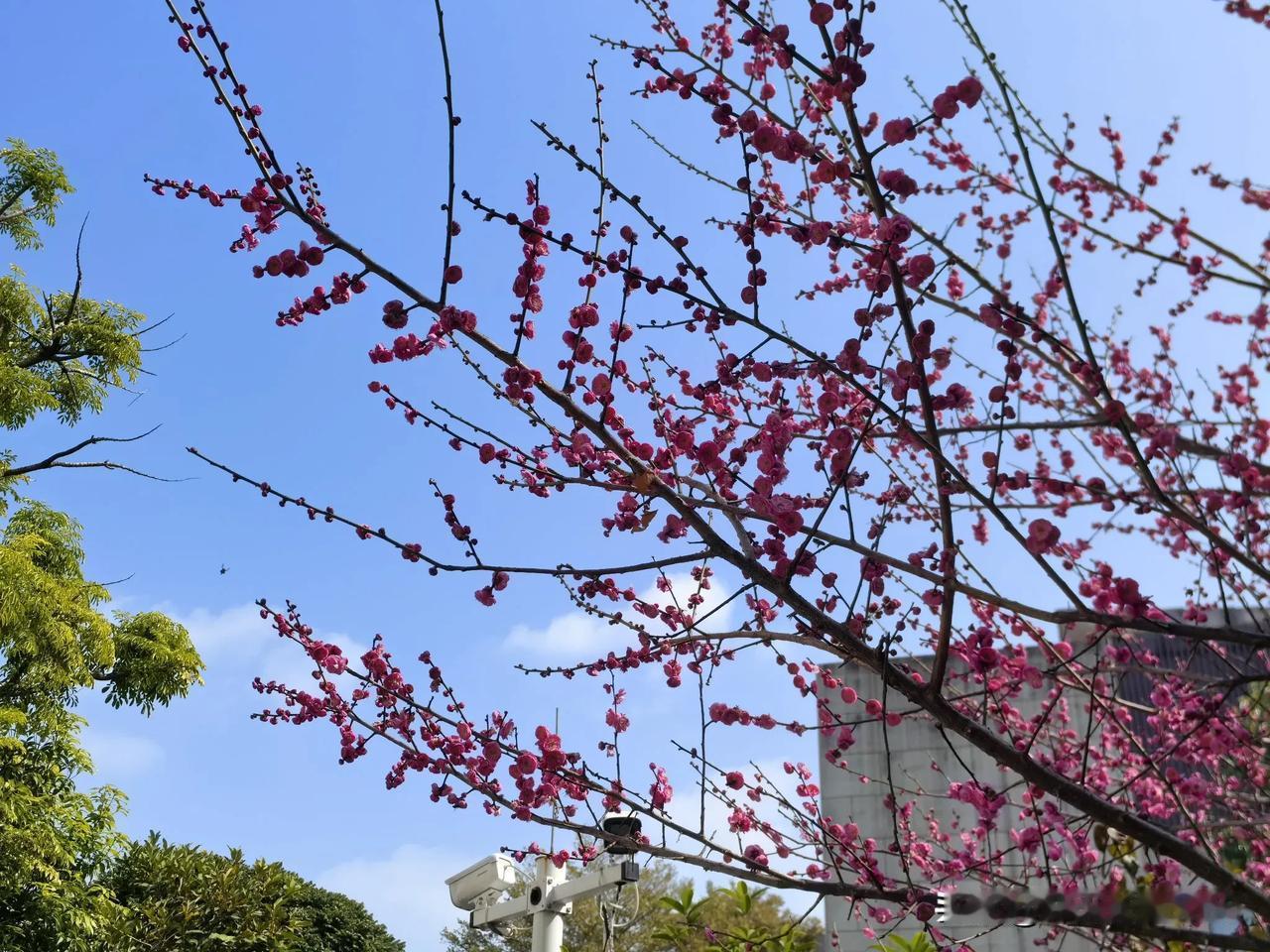 “江南无所有，聊赠一枝春。”
风和日丽的日子里，红梅斗艳，祥瑞汇聚，一切的美好相