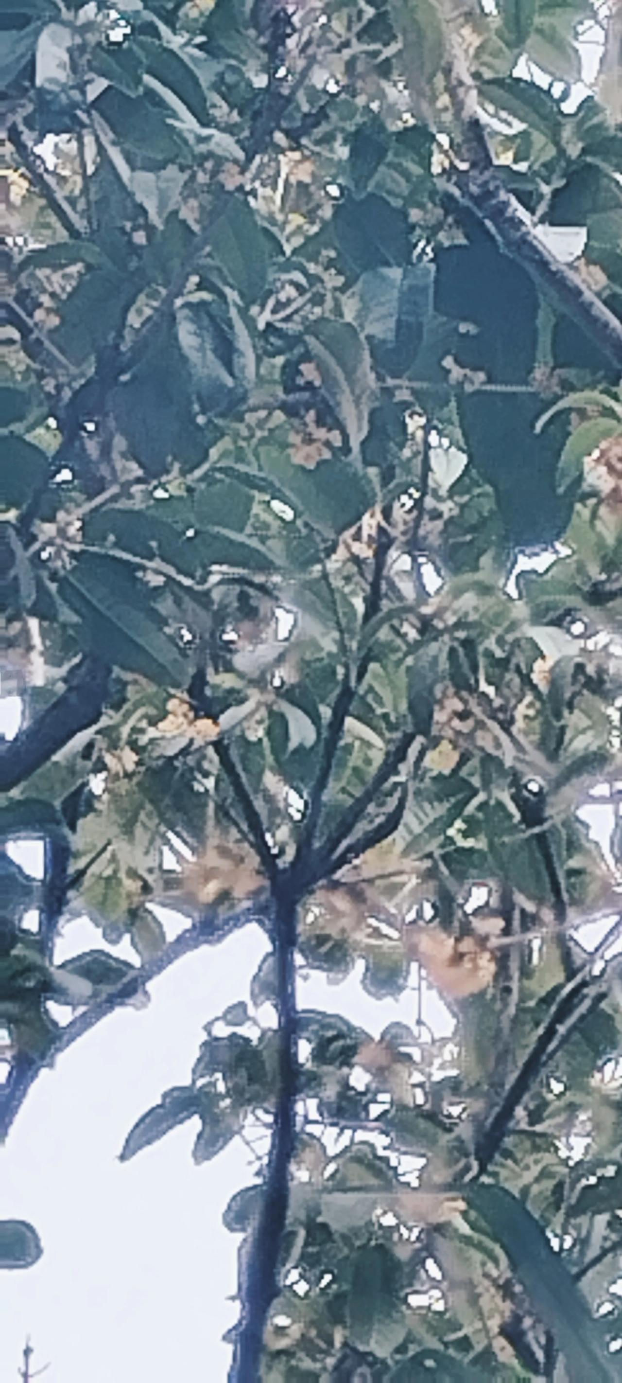 冬至四季桂花开了！