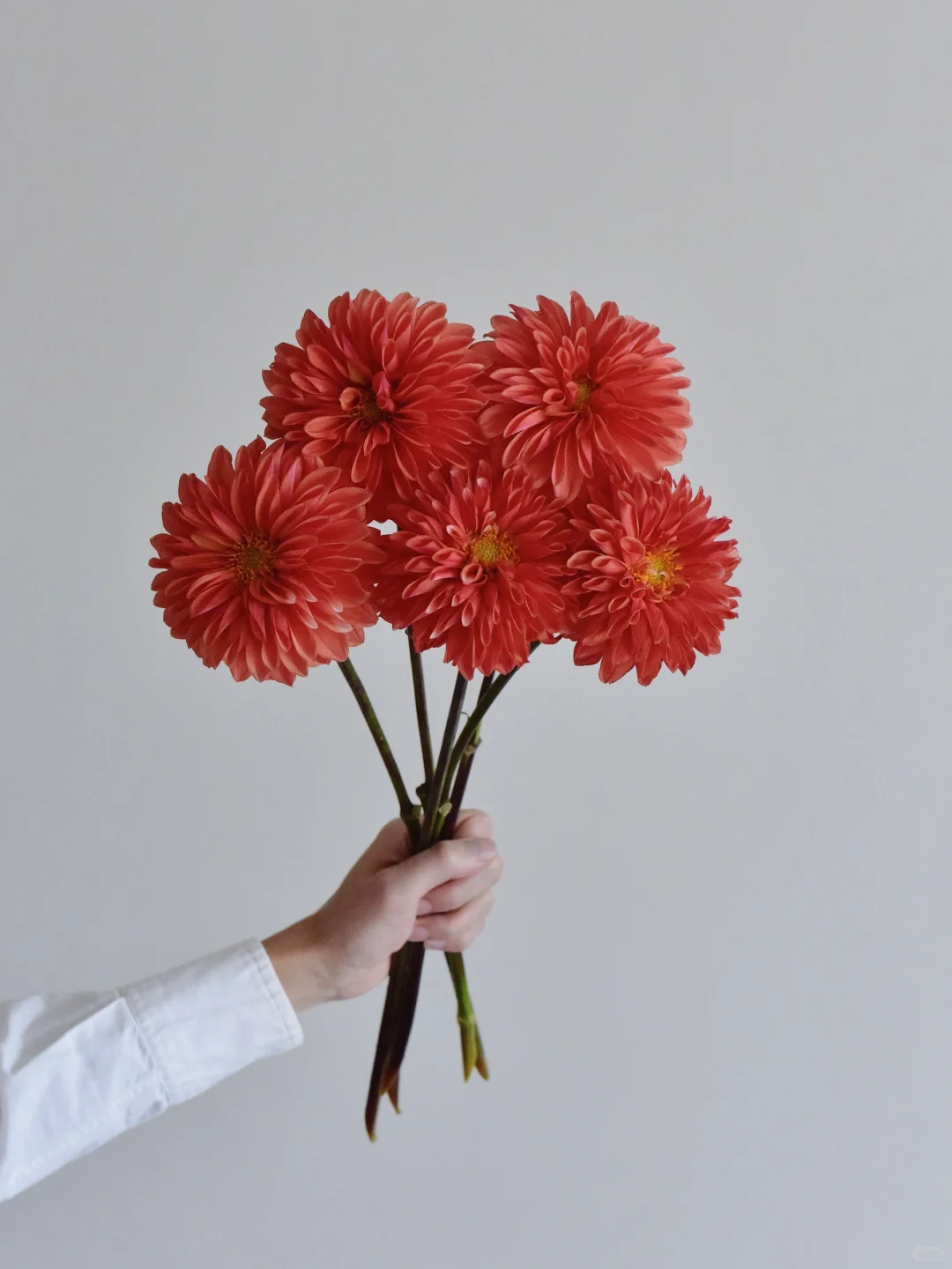 月琪大丽花·橙红