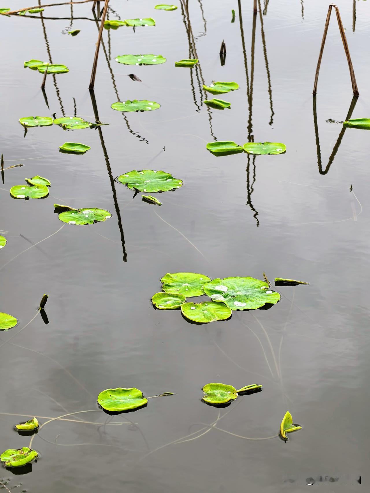 安庆市民公园的荷叶长出来啦！
初夏的氛围感，被这一池新绿拿捏住了
遛狗的快乐，是