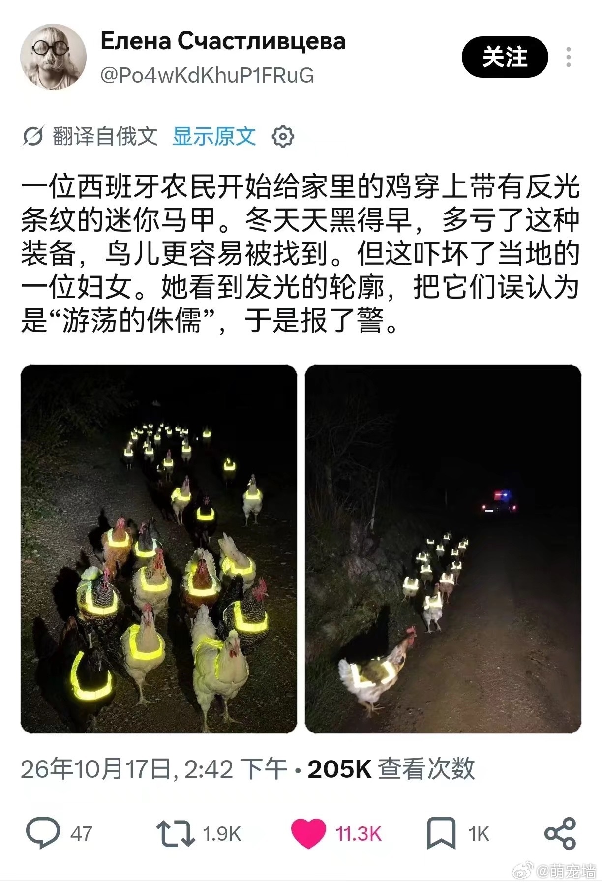 西班牙农民给鸡穿反光马甲 大晚上鸡不呆窝里睡觉跑出来吓人？[允悲][允悲][允悲