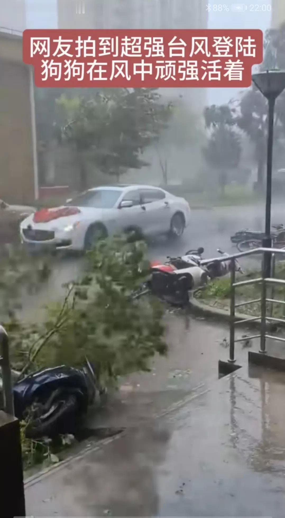 超强台风来袭，狂风大作，风雨交加，路边的树被刮得七零八落，电动车被吹倒翻了几个个