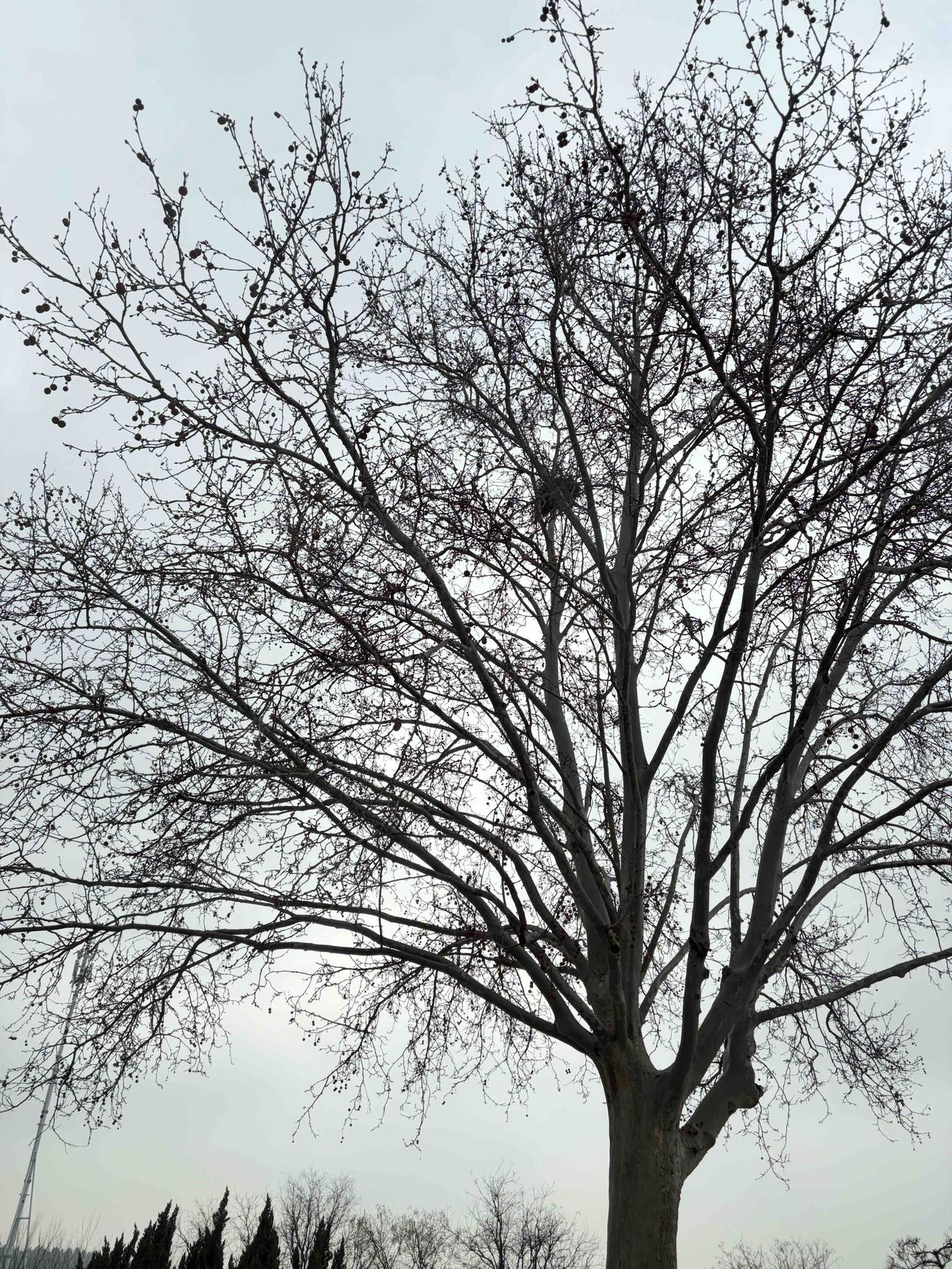 在这座城市，我找到了最孤独的树🌳
没有繁花似锦，只有枝桠交错的诗意。用一段旋律