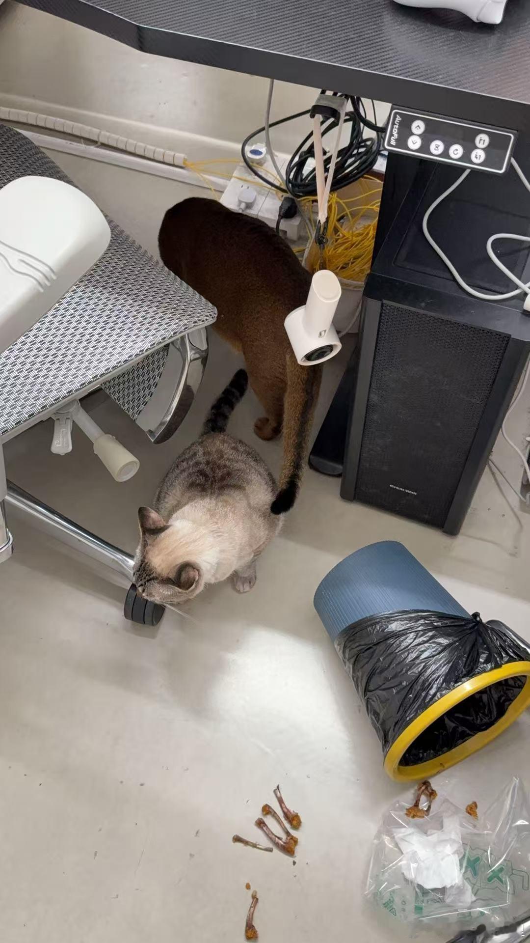 疯狂星期四最需要防的就是这两只大“耗子”了！难怪它们今天盯着这个垃圾桶一天了，趁