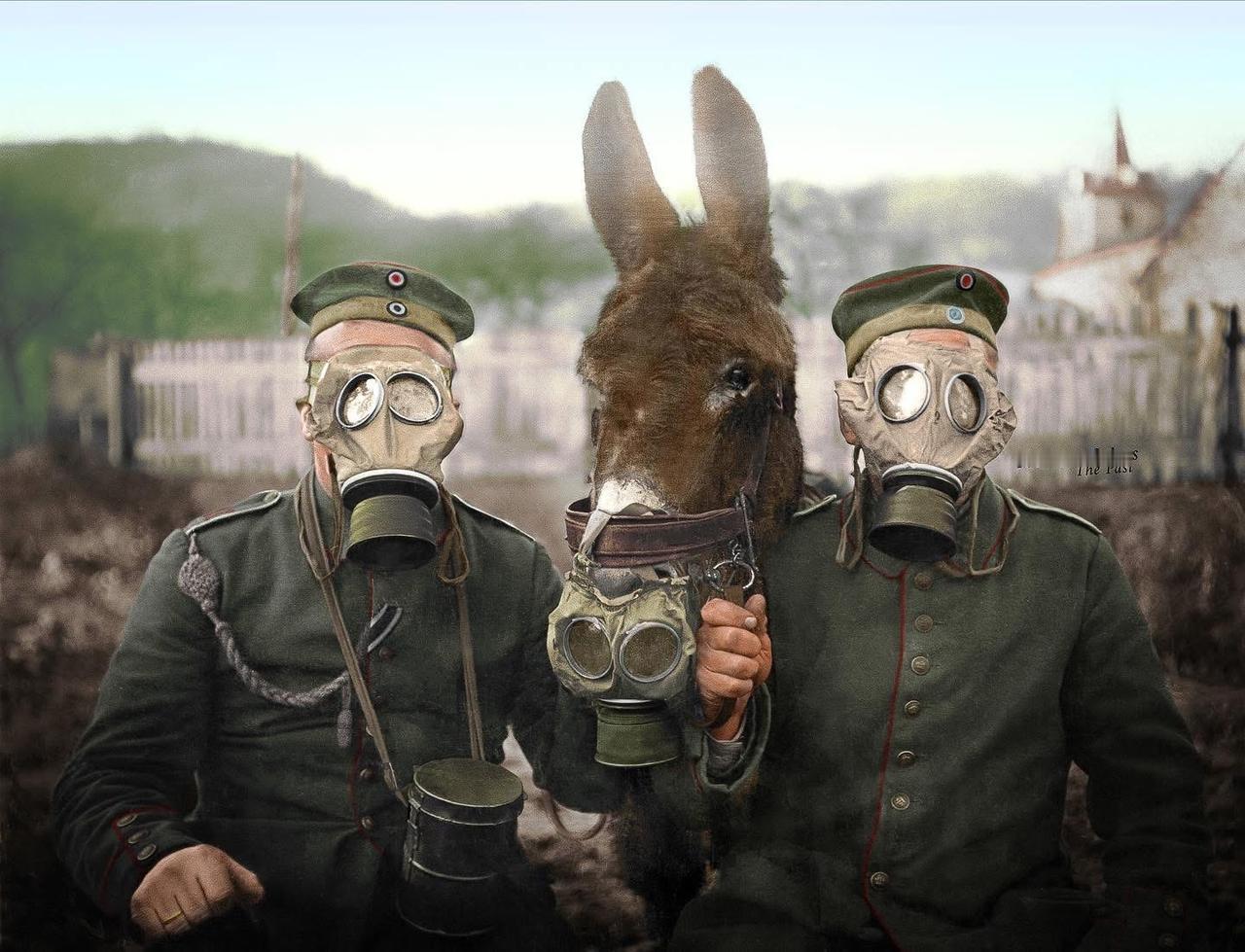 典型的作茧自缚，一战时期德军及其军马全罩上了防毒面具，早知如此何必当初？毒气战就