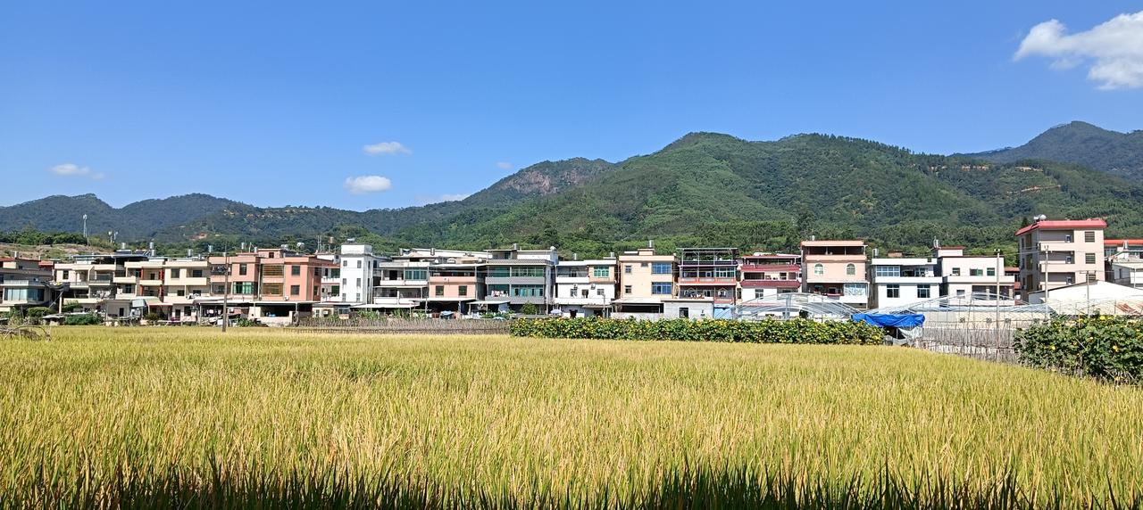 长泰区林墩，秋季水稻基本上都成熟了 ，农民说，他们再过四五天收割机就会过收割。今