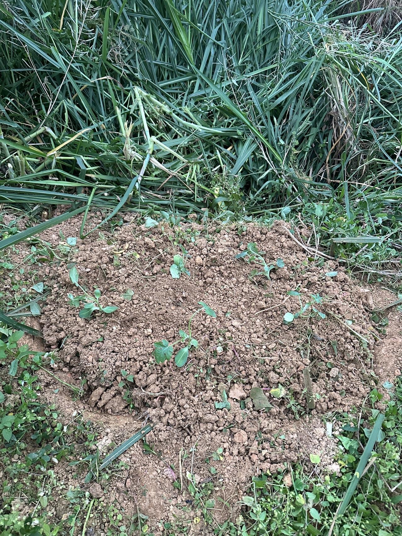 哦弥陀佛！希望六月吃西瓜，过两年挂果！春天种🌱果！谁能说出图中两个果树品种，绝