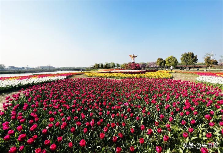 芜湖六郎湿地花海位于安徽省芜湖市湾沚区六郎镇新福村，总面积约600亩，2018年