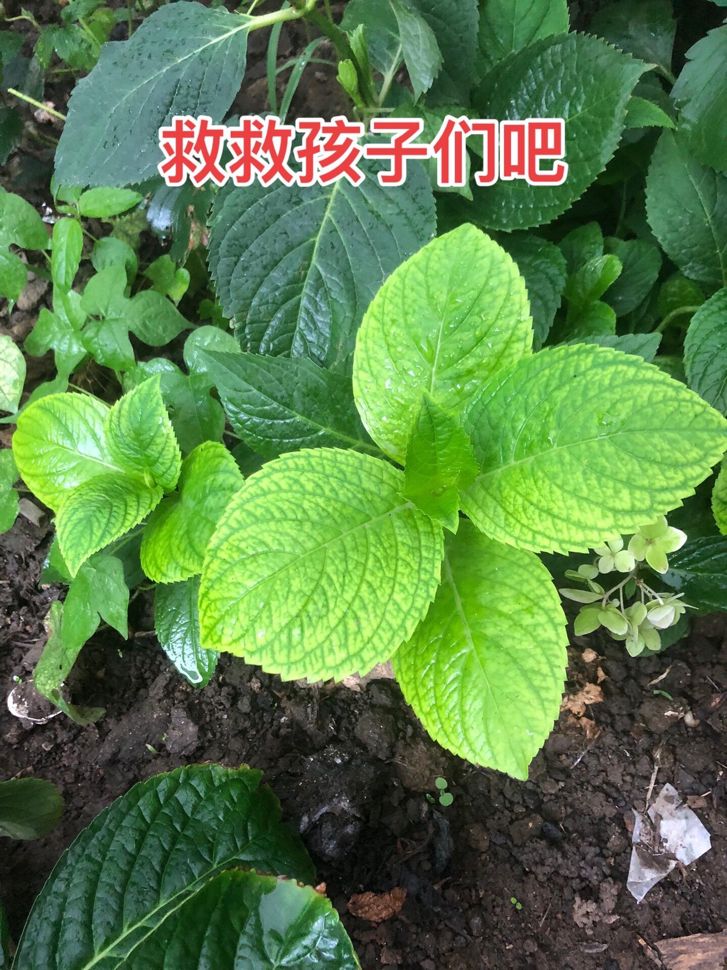 4月14日，我们胶州当地17岁男孩失联至今，最后定位在缅北。孩子妈妈在...