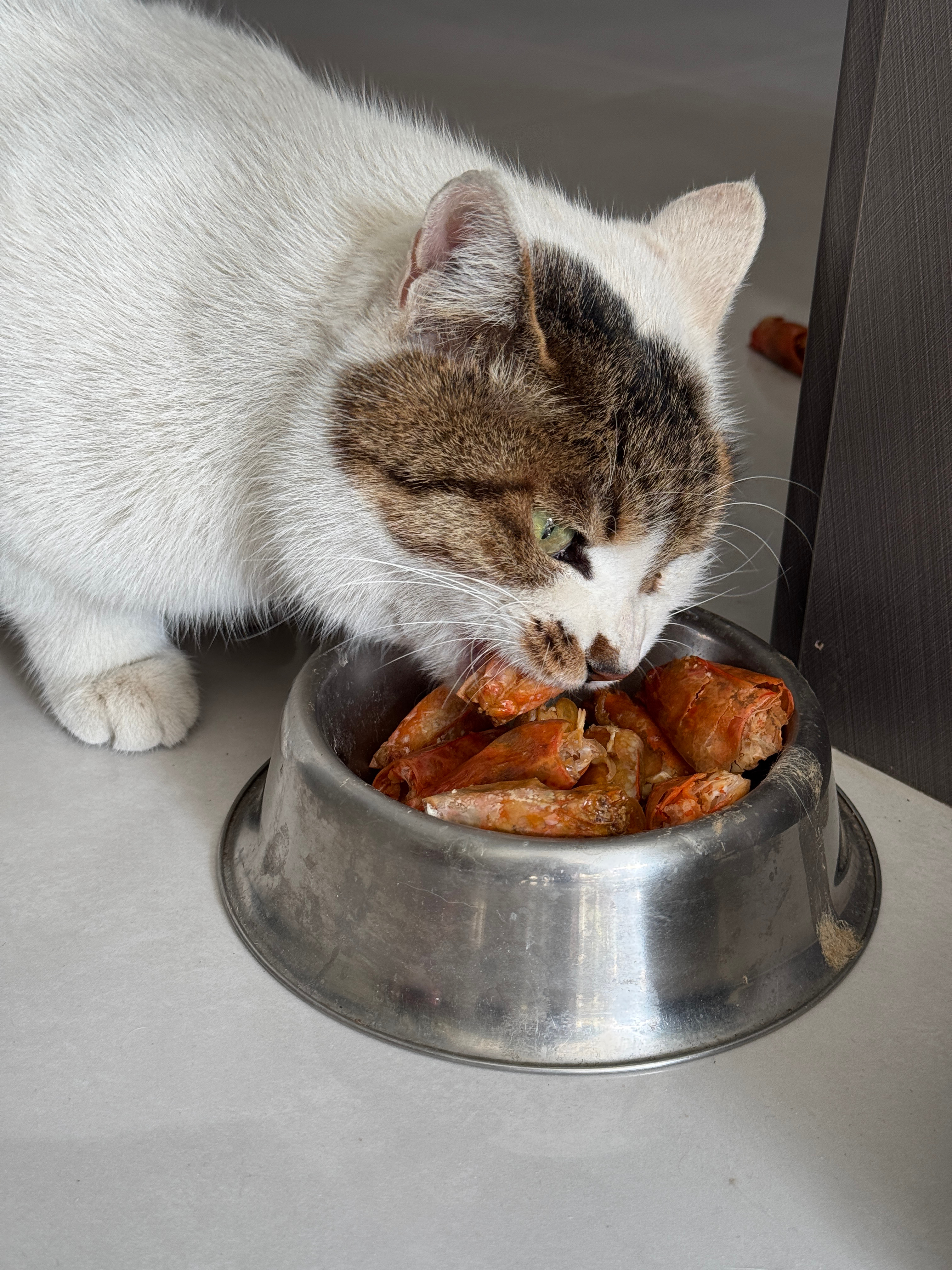 我妈养了N多年的流浪猫，说是流浪猫，其实只有想野的时候出门儿。吃的猫粮、罐头都和