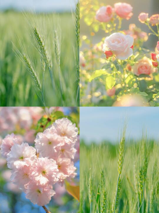 🍃｜春醒万物生
