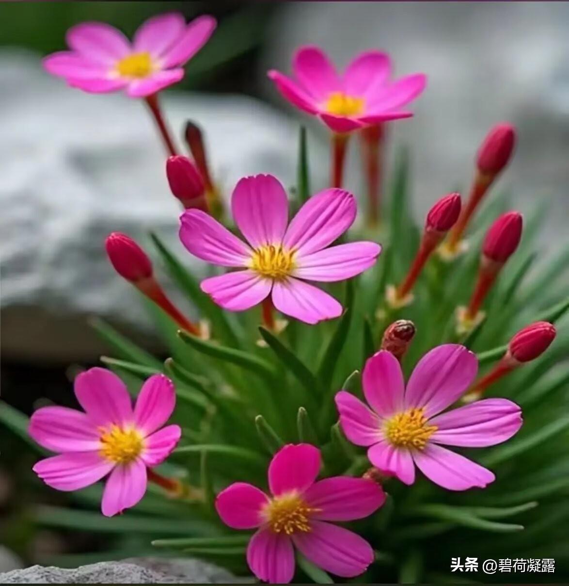 漫步林间，看新绿破土，听鸟语啁啁，春意满心。春风拂面，花影摇曳，今日与春日撞个满