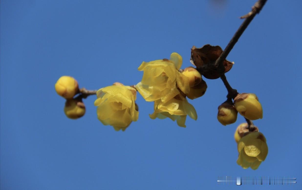 今日立春，安康金州广场的蜡梅开得繁盛，红梅都还在打花苞。但都透出了春天的讯息。
