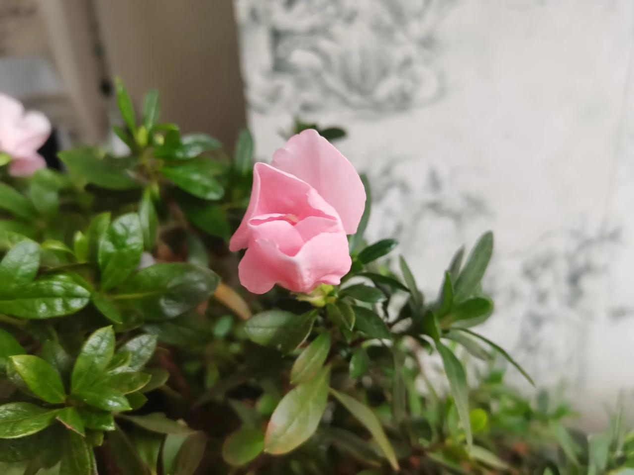 但是，就在前不久，有事外出，担心这些花，就托人照顾，结果，花不再开，还被剪了枝。