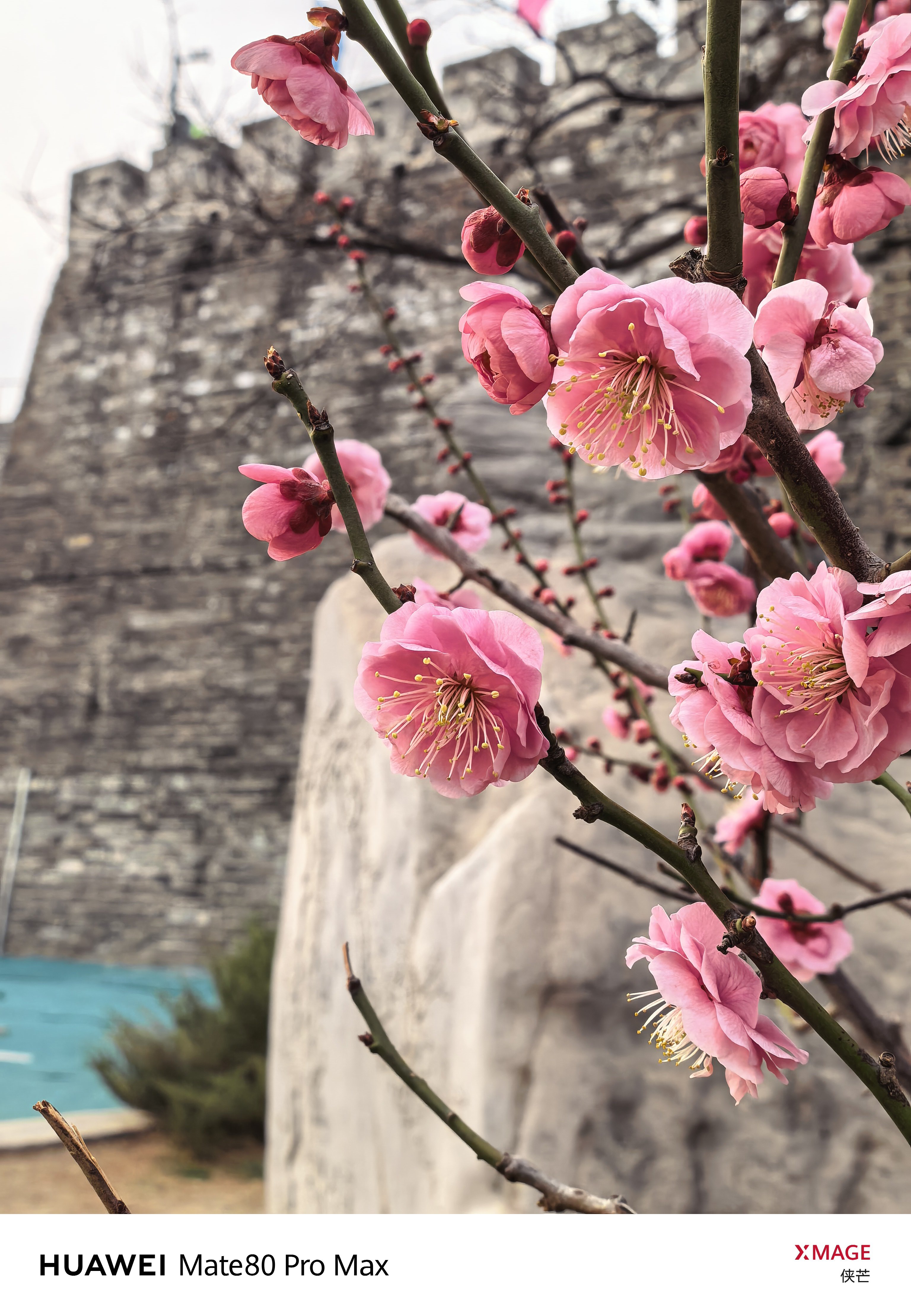 明城墙下，沙包飞，梅香漫。摄影